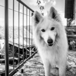 A fluffy white dog stands on a rustic stone path with countryside views.
